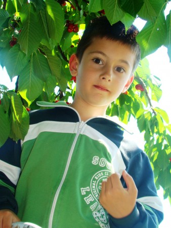 Érik a ropogós cseresznye...